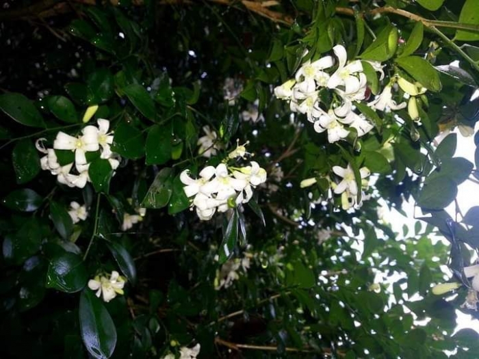 Daun kemuning. Dokpri