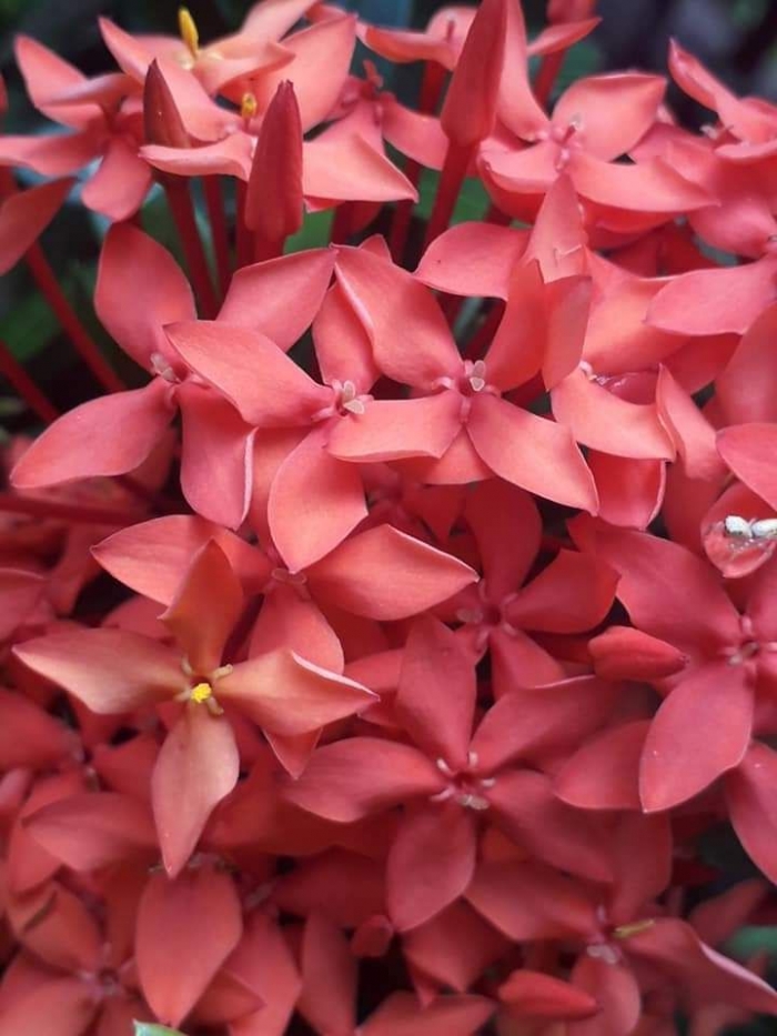 Dokpri. Ixora sp