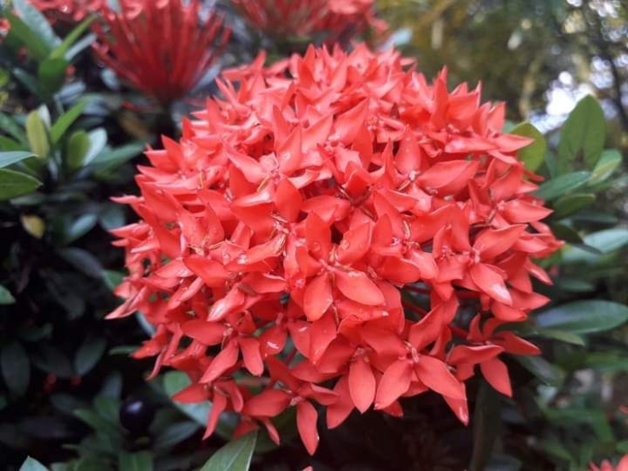 Ixora Bunga Soka Perlambang Bahagia oleh Ari Budiyanti Ixora Bunga Soka Perlambang Bahagia oleh Ari Budiyanti