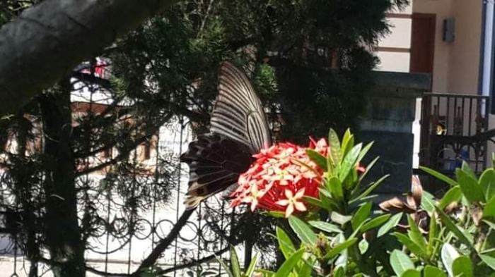 Kupu di bunga soka. Dokpri