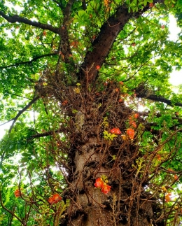 Pohon Cannonball yang menjulang tinggi di depan Taman Kartini, Kota Cimahi (sumber: J.Haryadi) 