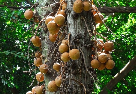Buah pohon Cannonball yang bulat seperti peluru meriam (sumber: wikipedia.org)