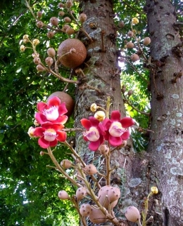 Bunga dan buah Cannonball (sumber: wikipedia.org)