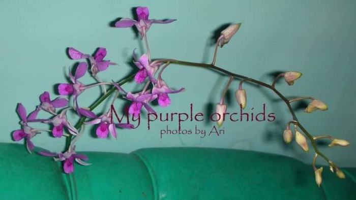 Dokpri. Setangkai anggrek yang tidak sengaja saya patahkan