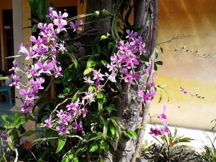 Dendroboum mekar. Dokpri