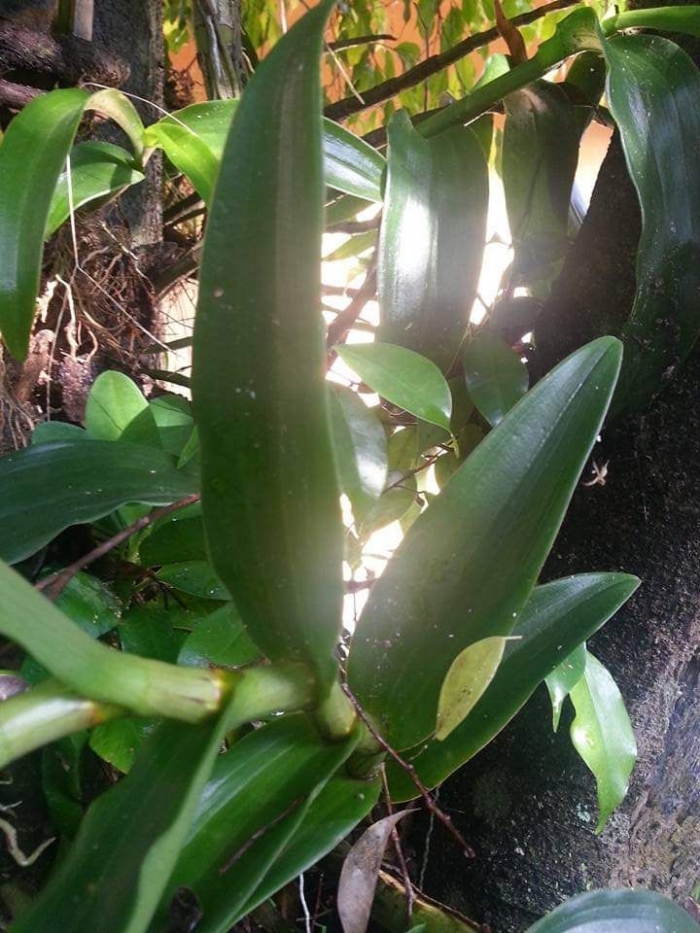 Dokpri. Tanaman anggrek yang timbuh dari tunas baru.