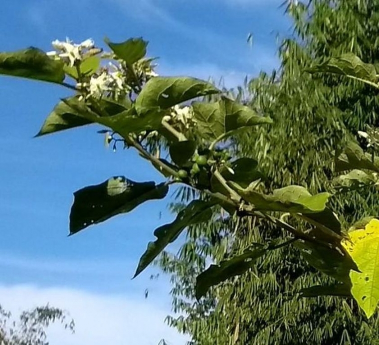 Lalapan makan siang di kebun, buah rimbang tinggal metik di pohon. Foto NURSINI RAIS
