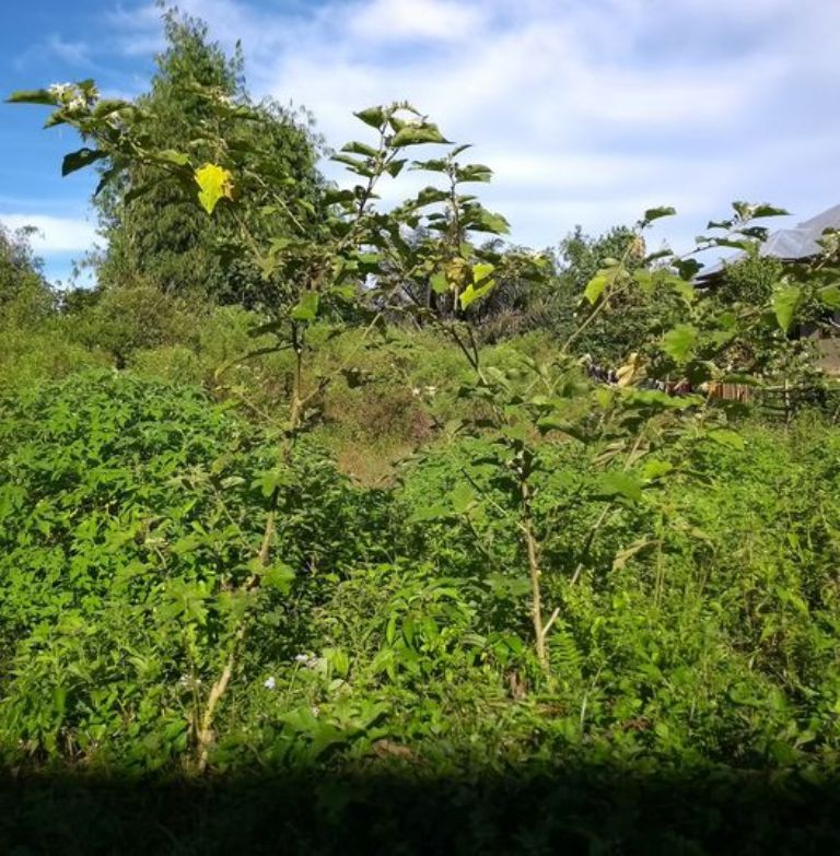 Pohon rimbang tumbuh di semak-semak. Foto NURSINI RAIS.