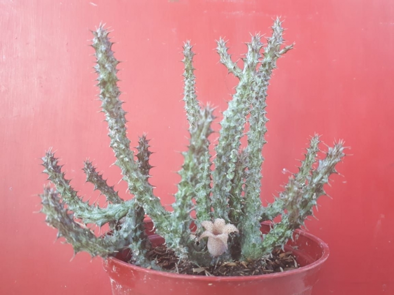 Kaktus Berbunga | Koleksi Pribadi
