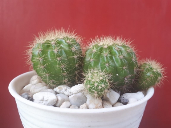 Kaktus Gentong | Koleksi Pribadi