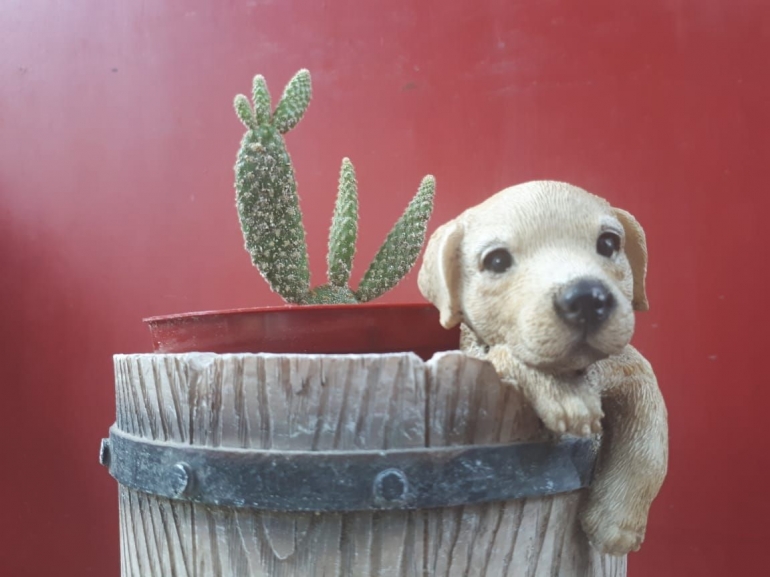 Kaktus dengan Pot Unik | Koleksi Pribadi