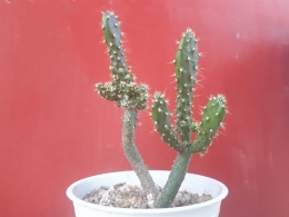 Kaktus Mini | Koleksi Pribadi