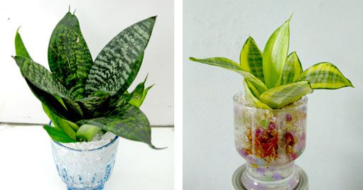 Koleksi tanaman hidroponik berbasis hidrogel (Foto dokpri @dwi_klarasari)