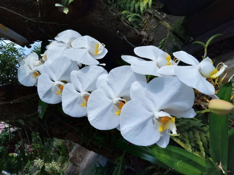 Anggrek di batang pohon mangga. (Foto: Dokumentasi Pribadi/Mbah Ukik)
