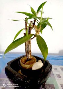 Koleksi tanaman hias hidroponik sederhana (Foto dokpri @dwi_klarasari)