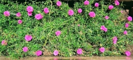 Cantiknya bunga sutra bombay (Sumber : dok. pribadi)