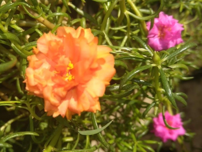 Tanaman hias bunga sutra bombay berbagai macam warna (Sumber : dok. pribadi)