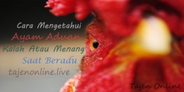 Cara Mengetahui Ayam Aduan Kalah atau Menang Saat Beradu (Sumber : tajenonline.live)