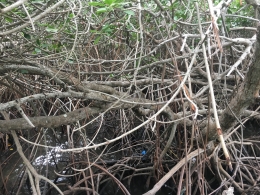 Akar2 mangrove yang menggurita | dokpri