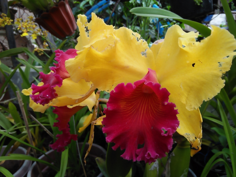 Anggrek Cattleya (Dokumentasi pribadi)