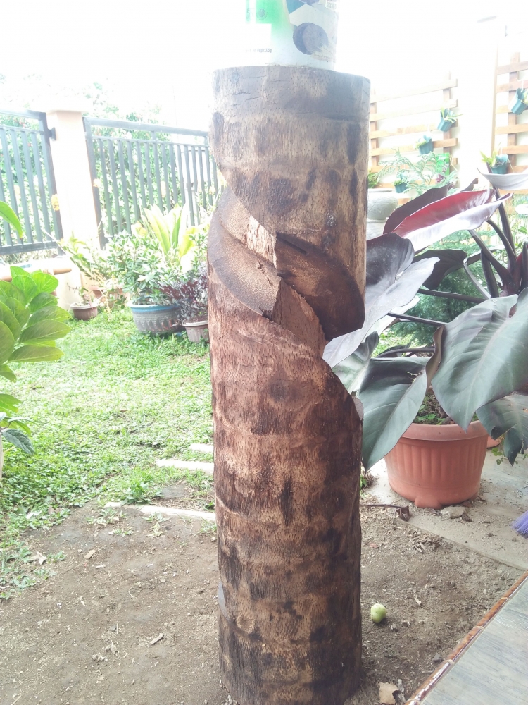 Instalasi tiang anggrek dari pohon aren (Dokumentasi pribadi)