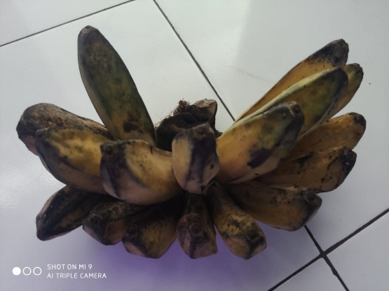 Satu sisir pisang untuk persediaan beberapa hari, Sumber:Dokpri