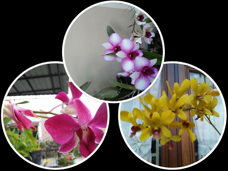Anggrek Dendrobium (Dokumentasi pribadi)