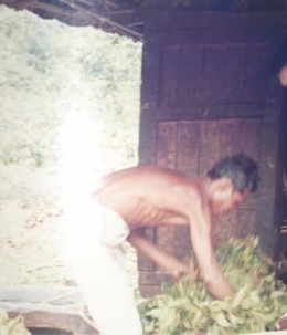Tukang Kampo sedang mempersiapkan daun gambir untuk di "tumbuk" dengan apitan dua balok/dokpri