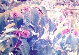 ket.tanaman gambir, yang tumbuh di Kabupaten limapuluh koto/dokpri