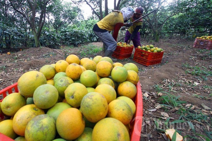 Panen raya perkebunan jeruk di desa Selorejo, Foto : .(tribunnewscom)