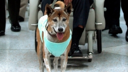 Menghina anjing kerajaan bahkan bisa dikenai hukuman penjara 15 tahun di Thailand. Sumber: VoA Indonesia
