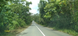 Jalan Raya Beraspal Mulus dan Sepi  Di Tengah Kerimbunan Hutan Kalimantan| @kaekaha