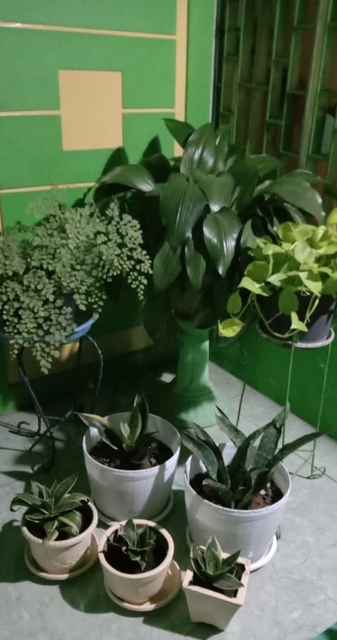 Kecintaan pada Tanaman Hias Halaman 1 Kompasiana com Kecintaan pada Tanaman Hias Halaman 1 Kompasiana com