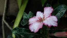 Adenium atau Kamboja Jepang milik saya rajin berbunga. Menambah bahagia tiap harinya. | Foto: Wahyu Sapta.