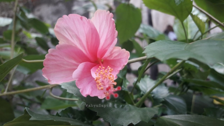 Bunga Sepatu Pink. Warna favorit. Love it! | Foto: Wahyu Sapta.