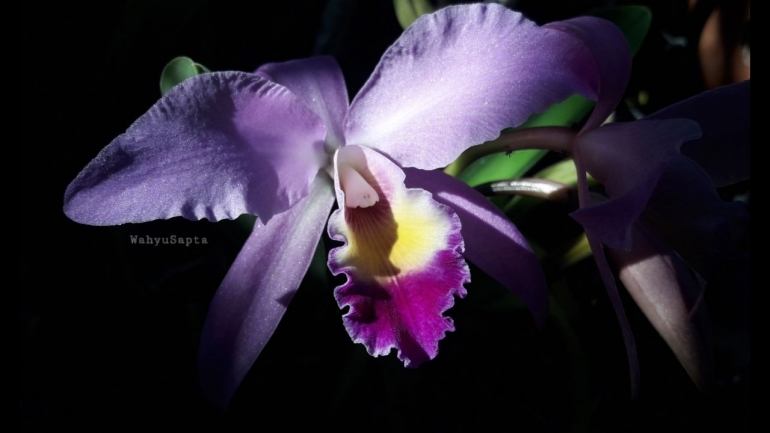 Semburat ungu ketika terpendar oleh sinar matahari pagi, sungguh keindahan tiada tara. Serius! | Foto: Wahyu Sapta.