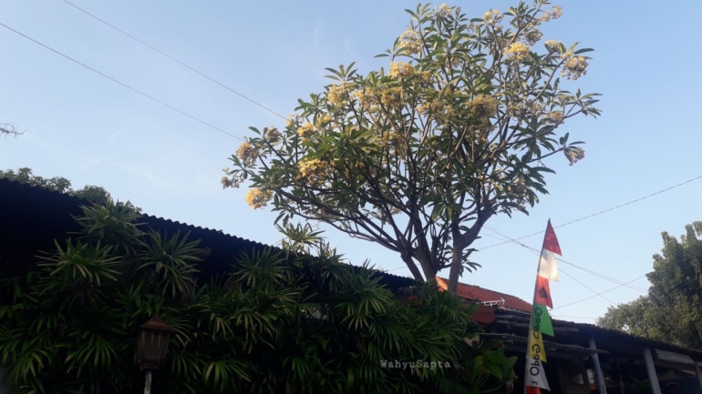 Kamboja Bali Kuning sedang bermekaran. Wangi bunganya serasa di Bali. Hahaha... padahal di Semarang. | Foto: Wahyu Sapta.