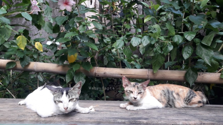 Tanaman bunga sepatu, yang saya jadikan pagar di samping rumah. Eh, lagi dijagain sama duo Emak Kucing. | Foto: Wahyu Sapta.