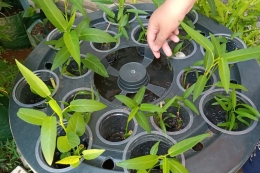 Memelihara lele dan kangkung dalam ember (foto: widikurniawan)