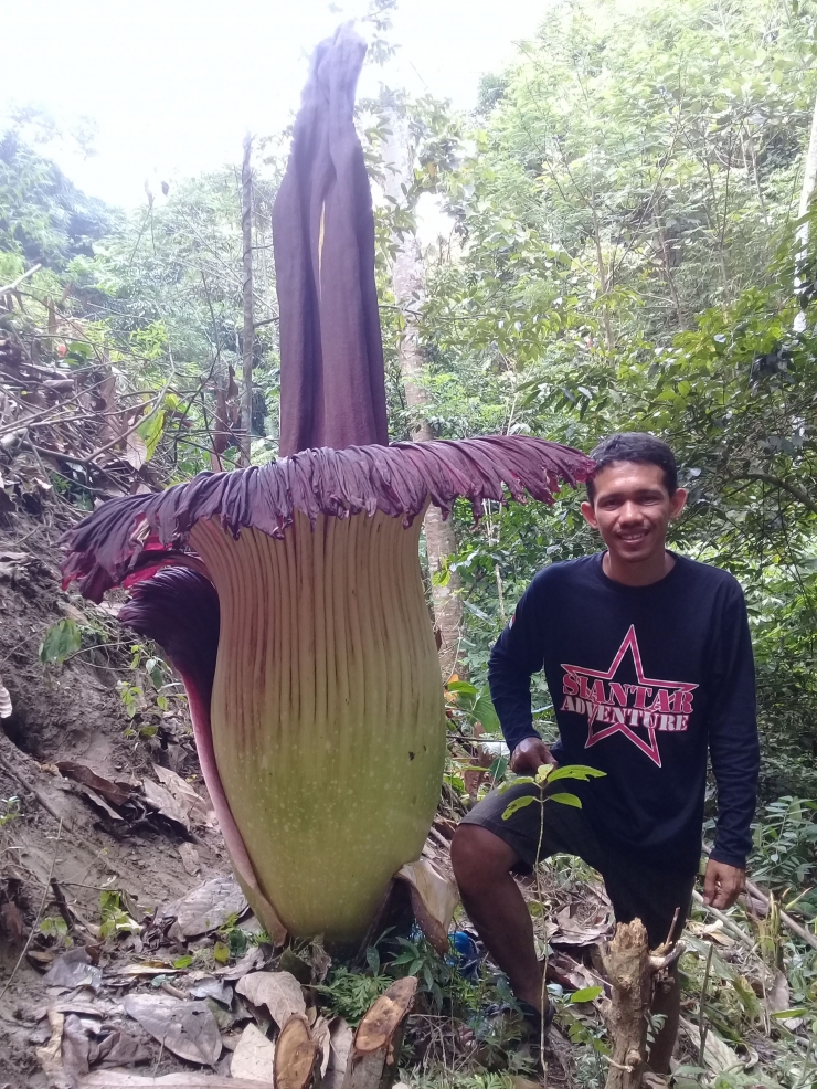 Penemuan Bunga Bangkai Raksasa di Simalungun , Sumut .