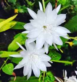 Bunga Wijaya Kusuma, Dokpri