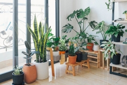 Ilustrasi hobi menanam tanaman indoor (DOK. PEXELS)