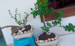 Koleksi bonsai di rumah. (Foto: Dokumentasi pribadi/Kompasianer Arfito)