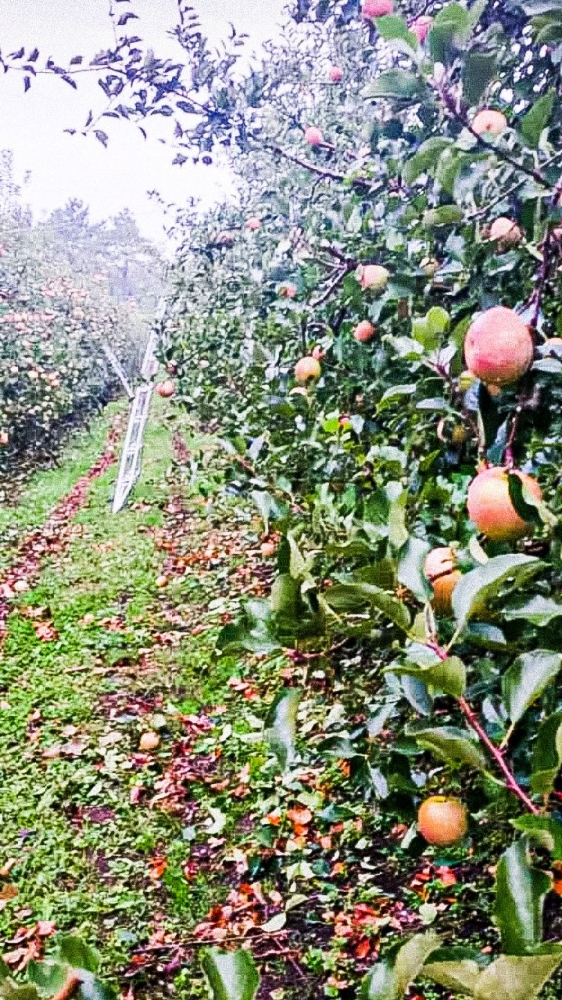 Dokumen pribadi; kebun apel di Korea