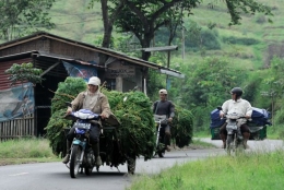 Pencari rumput kambing (Sumber: https://www.flickr.com/)