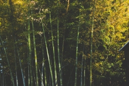 Ilustrasi hutan bambu (pixabay.com)
