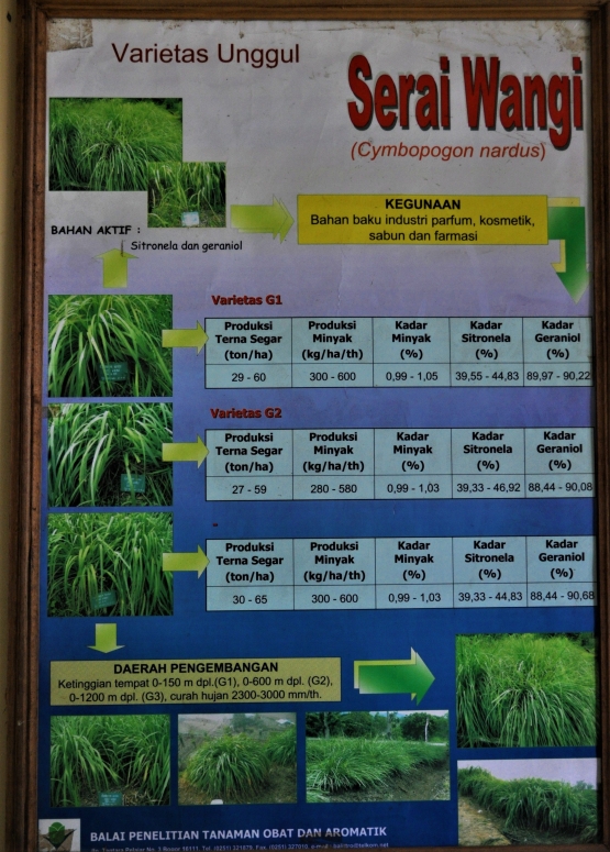 Variates serai wangi yang dikembangkan di kebun obat dan aromatik Manoko Jawa Barat (Marahalim Siagian)