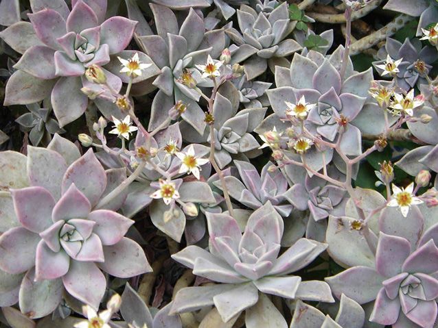  Kaktus G. paraguayense (sumber:indefenseofplants.com)