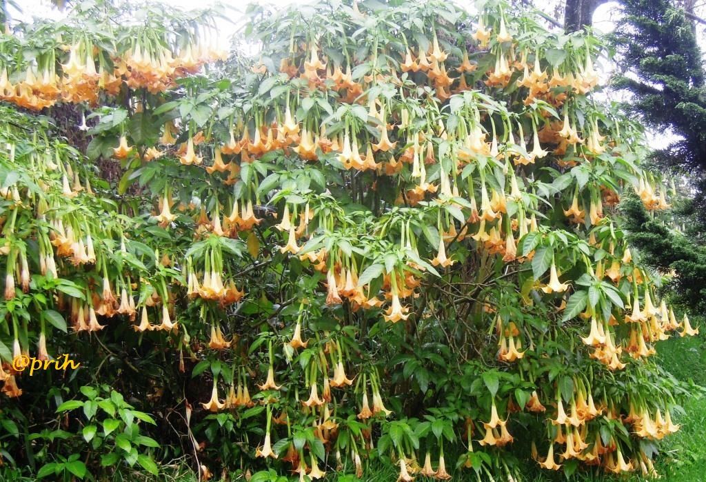 Kecubung alias angel's trumpet si devil's breath (Dokumentasi pribadi)