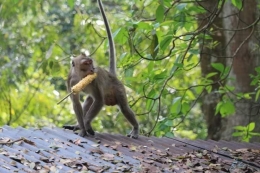 Monyet makan jagung. Kocak banget! (dok. pribadi)